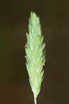 Carolina canarygrass